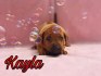Rhodéský ridgeback s PP