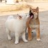 Štěňata Shiba Inu.