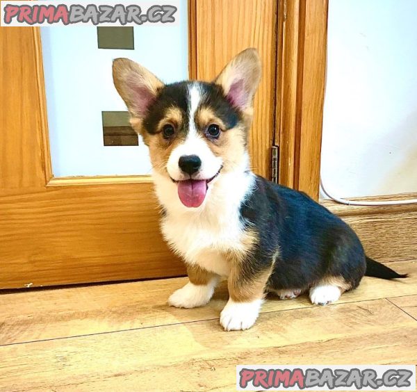 Pembroke Welsh Corgi Pembroke štěňata Pembroke Welsh Corgi Pembroke štěňata
