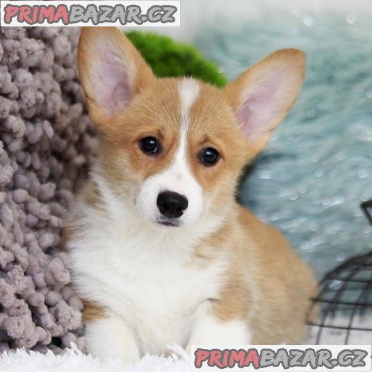 Pembroke Welsh Corgi Pembroke štěňata Pembroke Welsh Corgi Pembroke štěňata