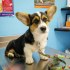 Pembroke Welsh Corgi Pembroke štěňata
