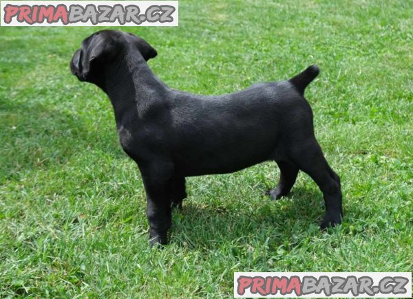 Boerboel Jihoafrický mastin štěňata Boerboel Jihoafrický mastin štěňata