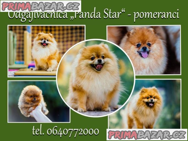 Pomořanský špic štěňata Pomořanský špic štěňata
