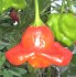 Chilli Bishop's Crown - semena