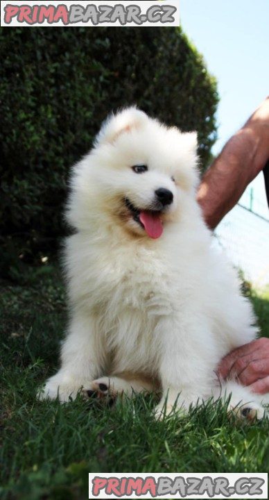 Samojed štěňata Samojed štěňata