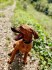 štěně Rhodéský ridgeback s PP