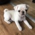Mops chlapecek