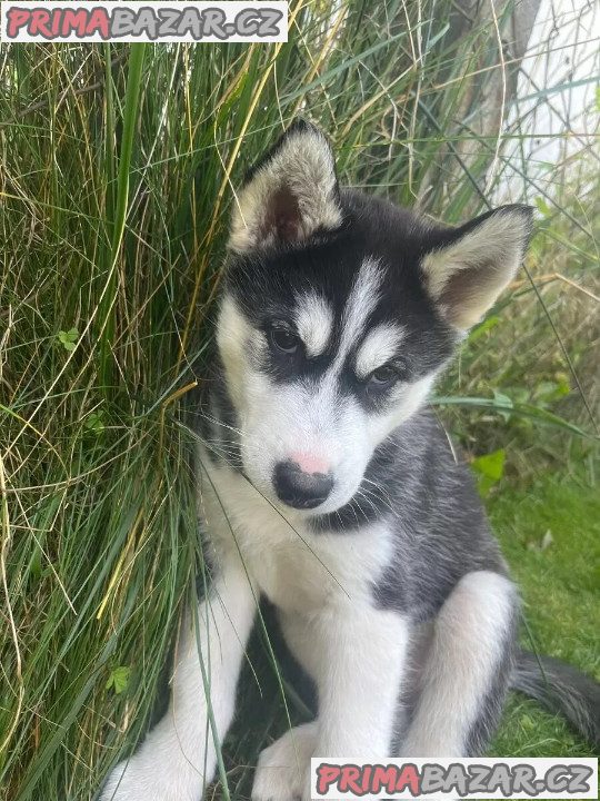 Sibiřský husky na prodej bez PP Sibiřský husky na prodej bez PP