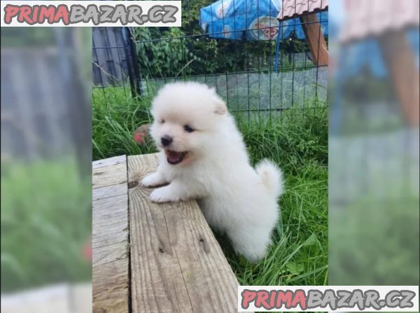 Německý špic trpasličí (Pomeranian) Štěňátka Německý špic trpasličí (Pomeranian) Štěňátka