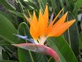 sazenice Strelitzia reginae