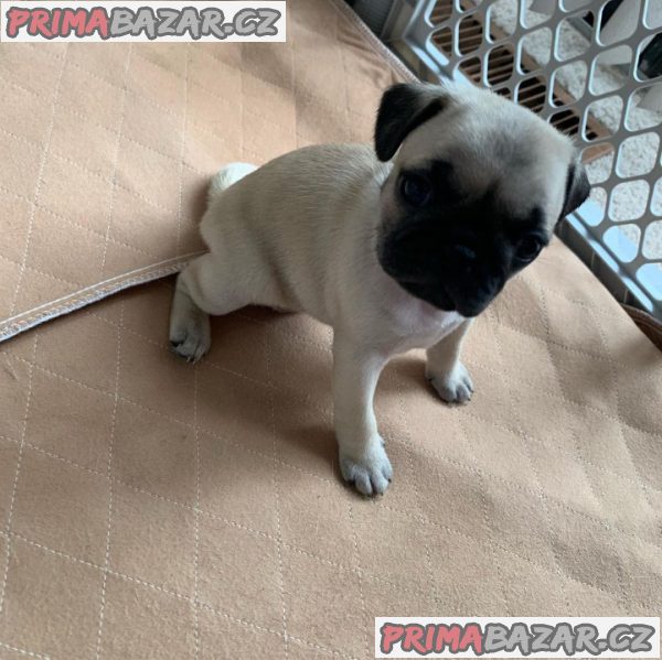 Štěňátka Mops již k odběru Štěňátka Mops již k odběru