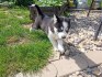 Sibiřský husky štěňata fenka