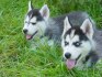 Sibiřský husky štěňata pejsek