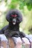 Toy poodle