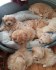 Doma vychovaná maltipoo štěňata připravena