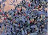 Chilli Zimbabwe black - semena