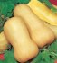 Tykev muškátová butternut - semena