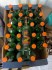 Prázdné čisté lahve Fernet Stock Z - 24 kusů