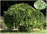 Morušovník Morus Alba - semena