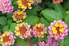 Lantana camara - Libora proměnlivá - semena