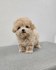 Rozkošný šálek Maltipoo Puppy