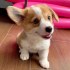 Rozkošný Pembroke Welsh Corgi.