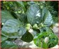 Noni citrusolistá - semena
