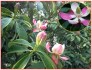 Manglietia Insignis - semena