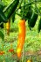 Chilli Cayenne orange - semena