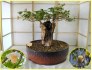 Baobab - Adansonia digitata - semena