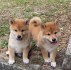 Shiba-Inu štěňata na prodej