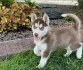 Prodám Krásná štěňátka Sibiřský husky s PP