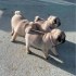 Mops na prodej s PP
