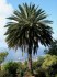 naklíčená semena palma Phoenix canariensis