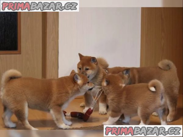 Shiba Inu štěňata na prodej Shiba Inu štěňata na prodej