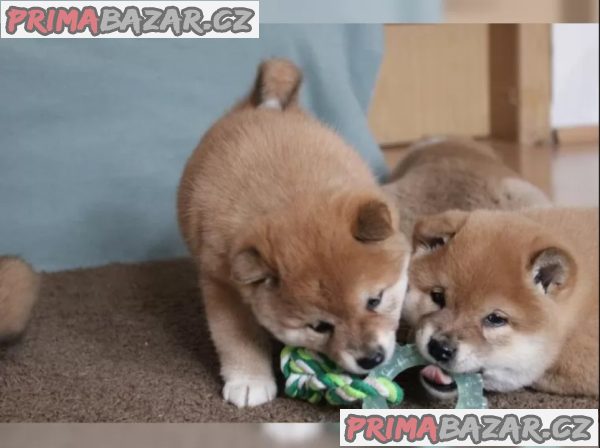 Shiba Inu štěňata na prodej Shiba Inu štěňata na prodej