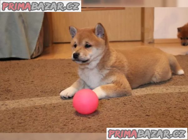 Shiba Inu štěňata na prodej Shiba Inu štěňata na prodej