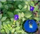 Clitoria Ternatea - semena