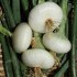 cibule Bianca Di Maggio - semena