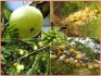 Phyllanthus Emblica - Angrešt indický - semena