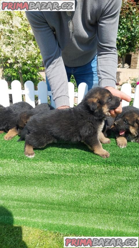 German Shepherd Dog puppies