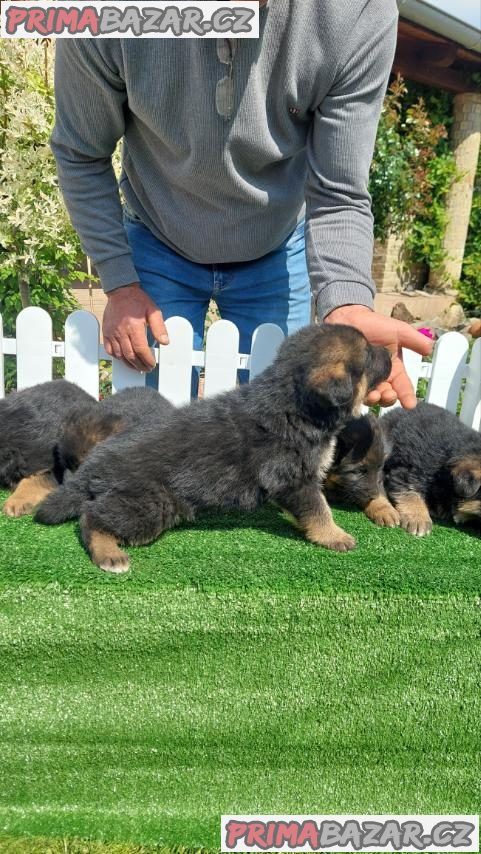 German Shepherd Dog puppies German Shepherd Dog puppies