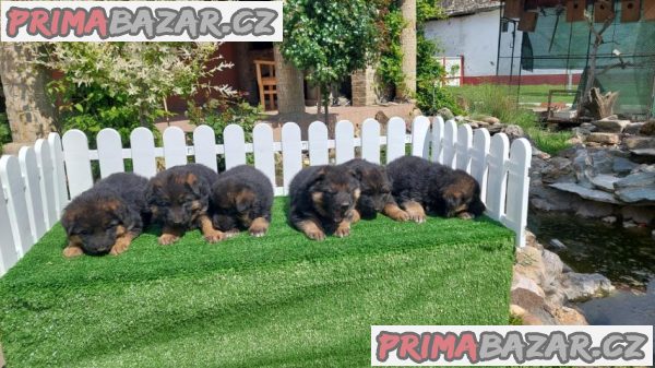 German Shepherd Dog puppies German Shepherd Dog puppies