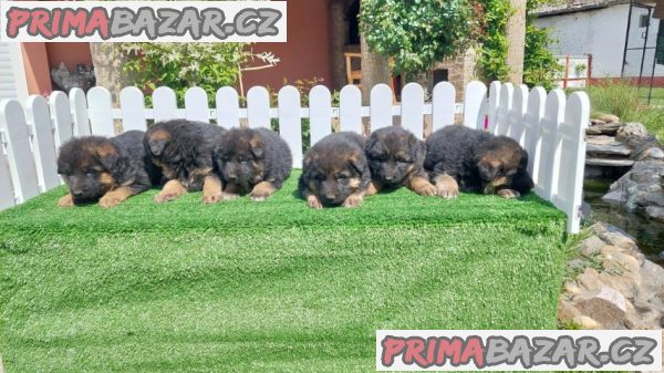German Shepherd Dog puppies German Shepherd Dog puppies