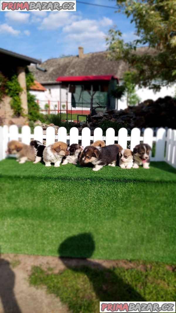 Pembroke Welsh corgi