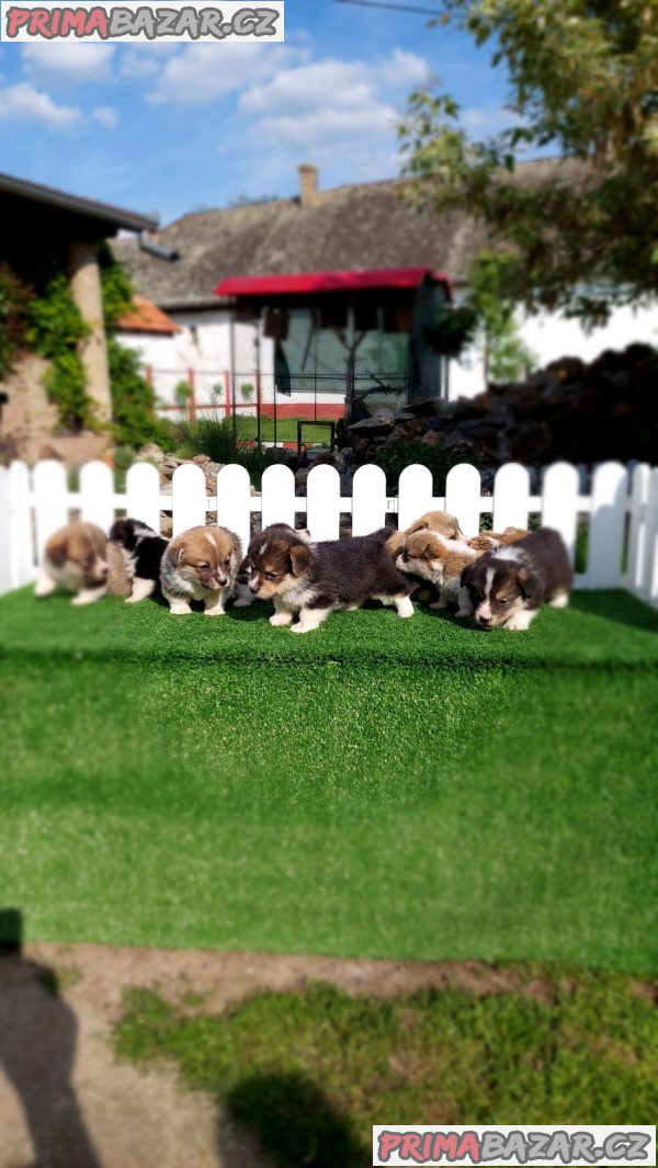 Pembroke Welsh corgi Pembroke Welsh corgi