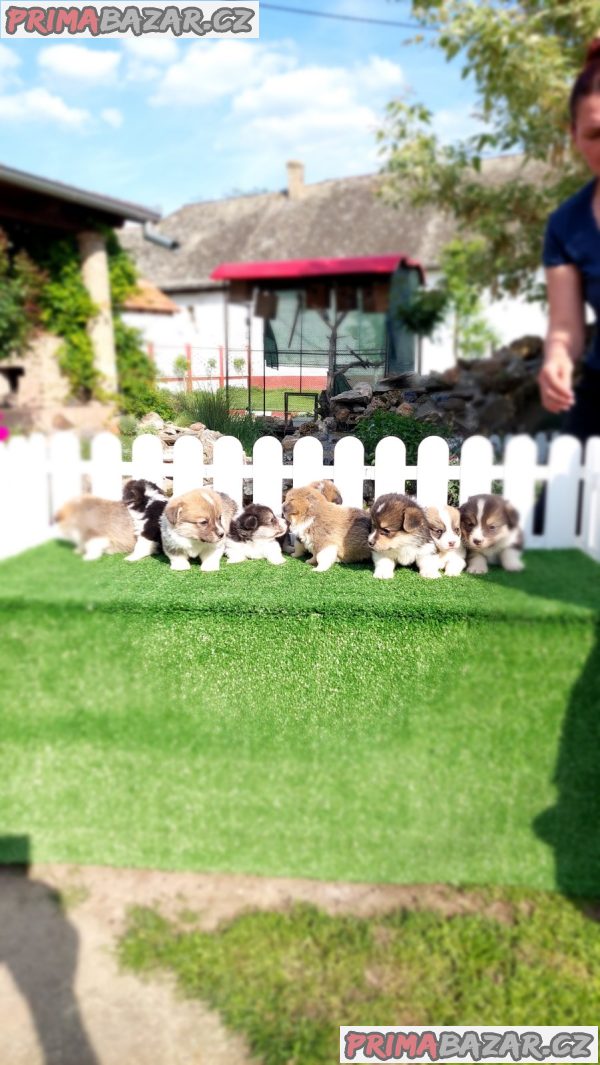 Pembroke Welsh corgi Pembroke Welsh corgi