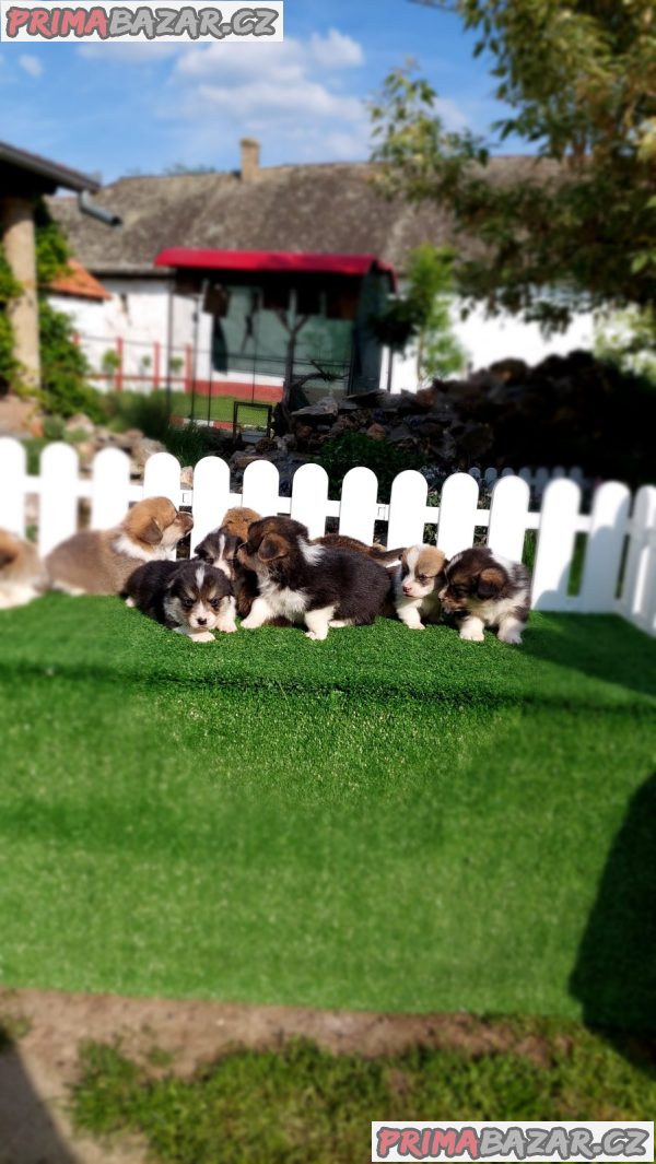 Pembroke Welsh corgi Pembroke Welsh corgi