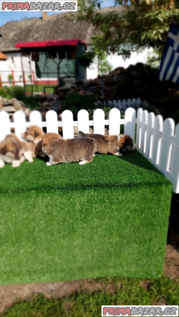 Pembroke Welsh corgi Pembroke Welsh corgi