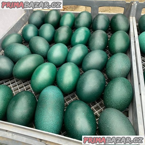 Prodáváme zdravá pštrosí mláďata, emu, krůty, páví vejce a pštrosí peří.